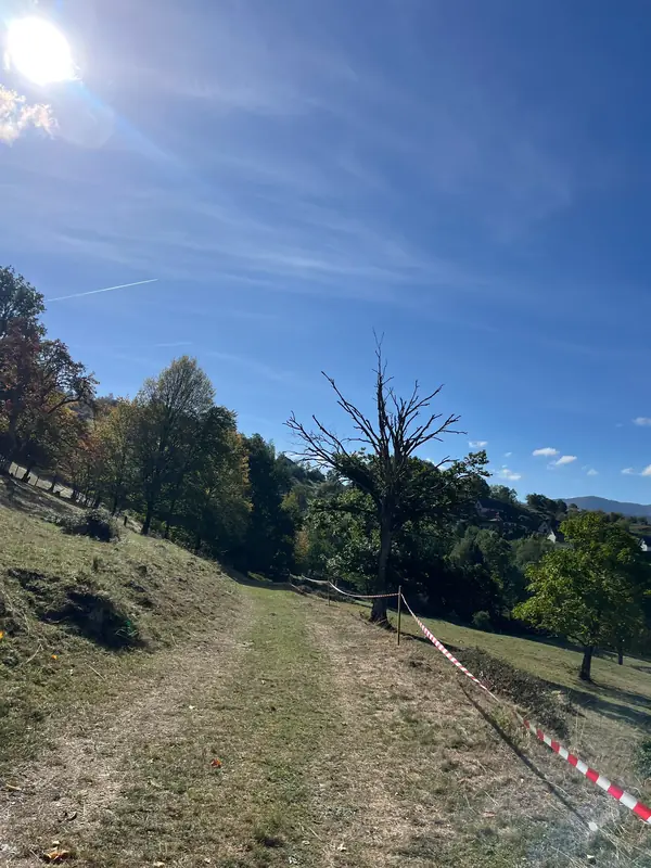 Chemin à flanc de pré, balisé de rubalise, passant sous un grand arbre mort