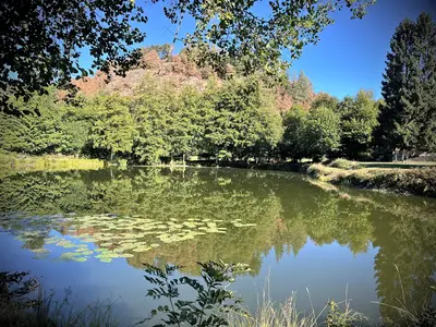 Nénuphars sur l’étang des Gentianes ; les arbres de la rive se reflètent dans l’eau